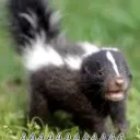 El anidan de la Skunk