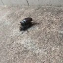 ベガルタ族鯖