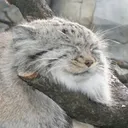 PallasManul's Adult Games