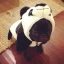 $PANDAPUG Community