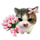 The Pink Shadow Realm