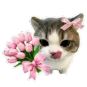 The Pink Shadow Realm