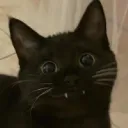 Meow City