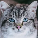 キャト猫のサーバー