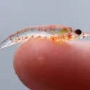 the krill club