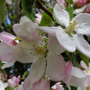 🌺<(The Forgotten Clan)> 🌺 Discord server icon