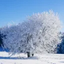 MCYT Winter of M/F