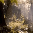 𝐚𝐬𝐩𝐡𝐨𝐝𝐞𝐥 Discord server icon