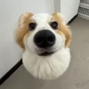 Suomiturrit