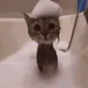 the pookies Discord Server Icon