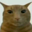 Silly Cat