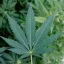 Flota Cannabiss Discord server icon