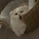 Kit Kat
