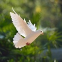 ☀-Fallen's Paradise-☀ Discord server icon