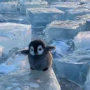 𝔹𝕒𝕟𝕢𝕦𝕚𝕤𝕖 🐧