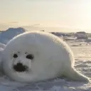 Be A Silly Seal Official