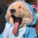 Multi's Hood