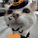 Yappville ⋆｡°✩ 🎃