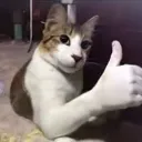 Cool shabang