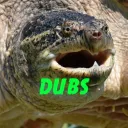 TURTLE DUBS (Slow and steady)
