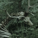 Wisdom Teeth [🦷🍃🎧]