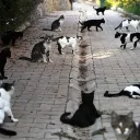 Warrior Cats Epic RP
