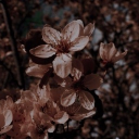 Illiona Shenanigans Discord server icon