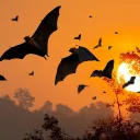 Daycord 🦇 (spooky version)