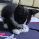 Tt