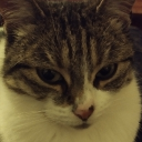 Discovery icon for Nuage・🐈 Discord server