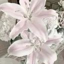 Sweet Petal Nursery  Discord Server Icon