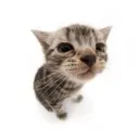 meowmeow gang
