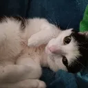 Play_Neko