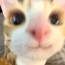 Kazu's Cat Café