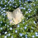 willow whispers | DISBOARD: Discord Server List