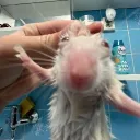 Weirdos & Ratjects Discord Server Icon