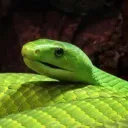 Le Snek Hub