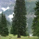 Krabauken Ragout