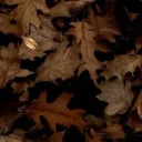 ⌗ ᮫ׂ Brown’s Hub ׅ⋆ ׅ🍂꒷