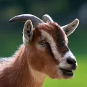 Kecske Gang 🐐