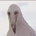 The word bird's