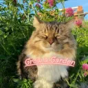 Grow A Garden | Stocks & Fruits & Eggs[MIDDLEMAN!]