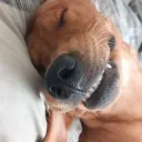 Dixie-Rectt's Youtube