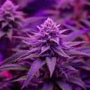 Ganja House
