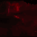 𝐕𝐚𝐦𝐩𝐯𝐞𝐢𝐥 🦇
