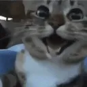 poopies