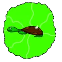 Turtle's Abode
