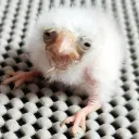 Purpzie's Nest