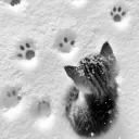 Cɑt's Tɑil︱#300 Banner