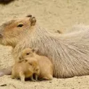 Capybara's Ponds